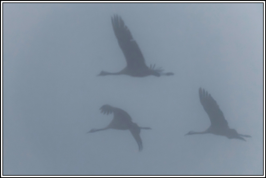 grue_cendree(1210).jpg