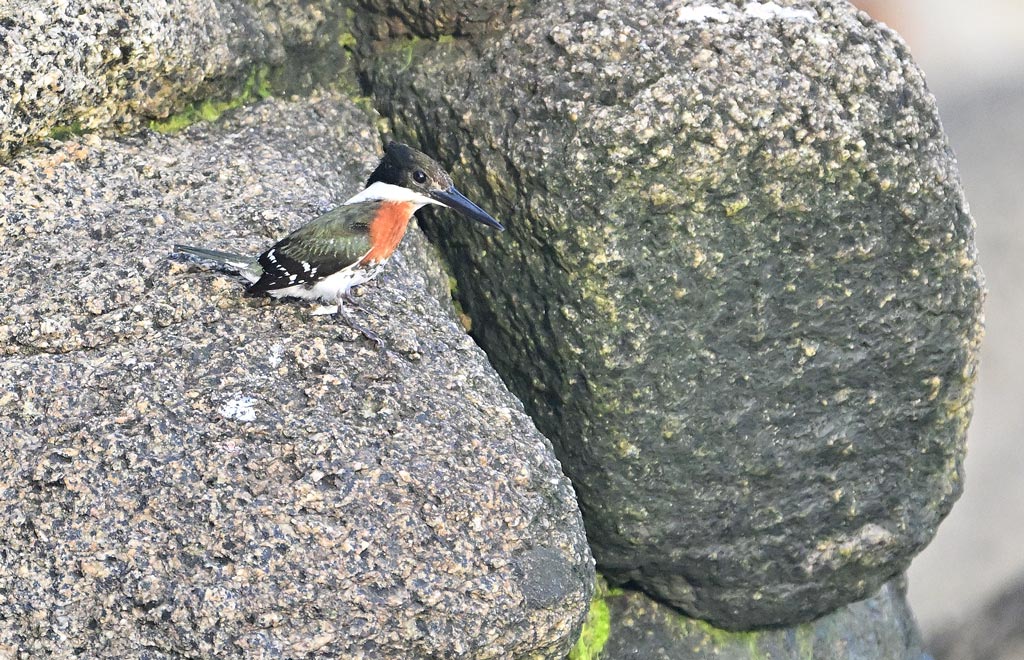 ZSC_7698.jpg