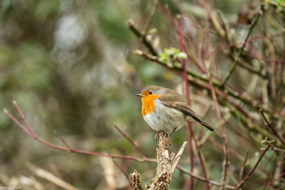 DSC_5241_001DSC_5241.JPG