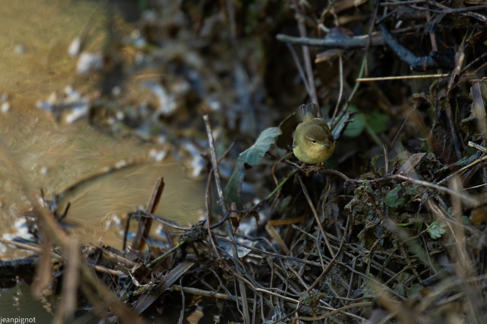 DSC_6732_001DSC_6732.JPG