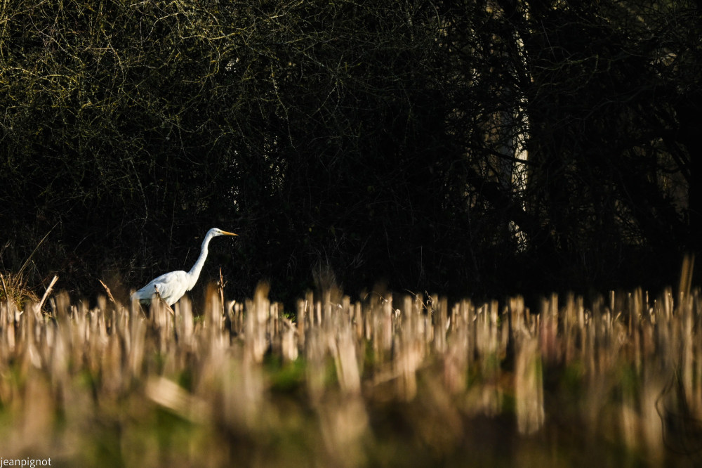 DSC_9585_001DSC_9585.JPG