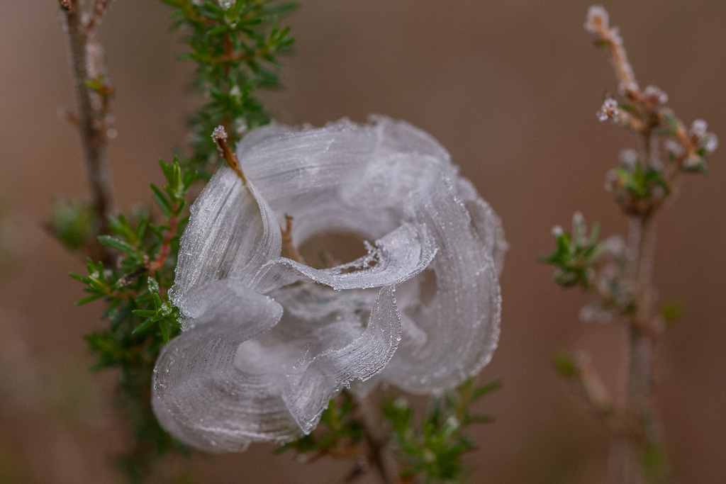 Rose de glace.jpg