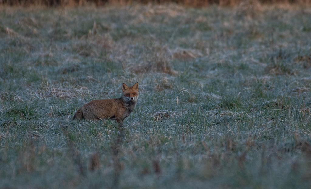 Renard -0-.jpg