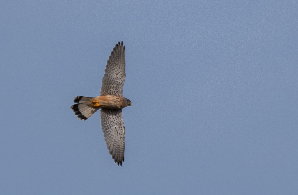 Faucon Crécerelle -0-.jpg