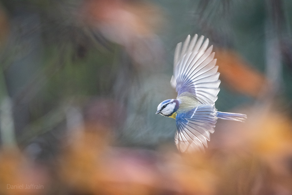 Image et Nature-1-99.jpg