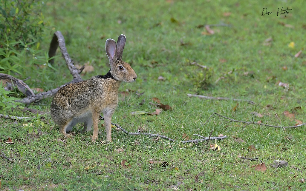 DSC_8005IN.jpg