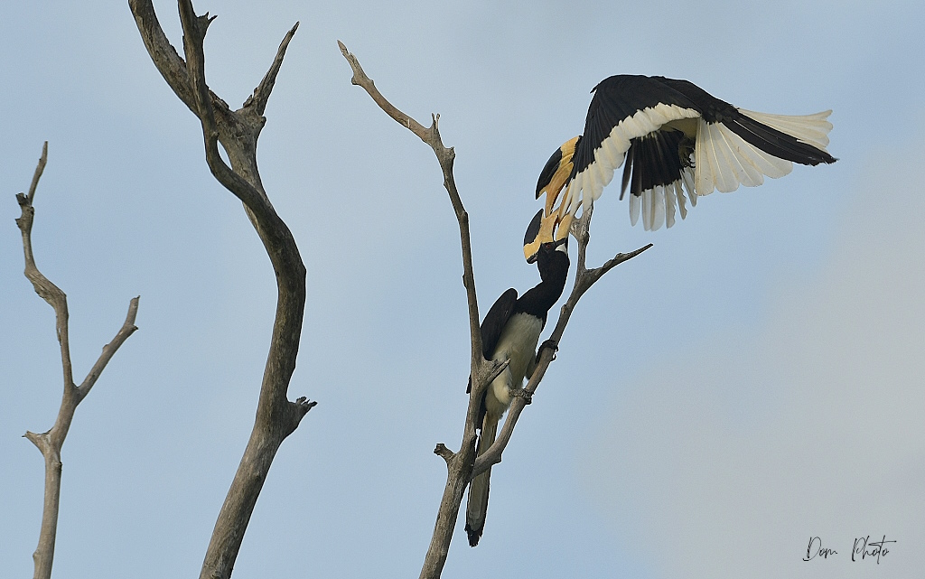 DSC_8056IN.jpg