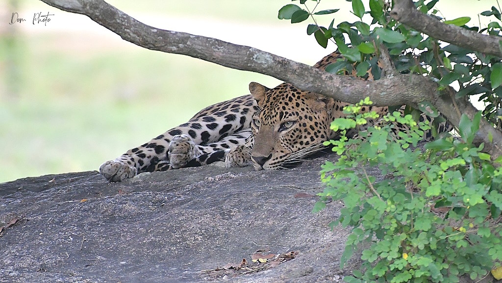 DSC_8077IN.jpg