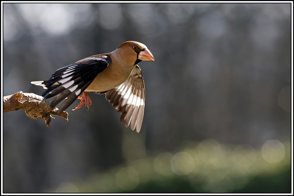 gros_bec(656).jpg