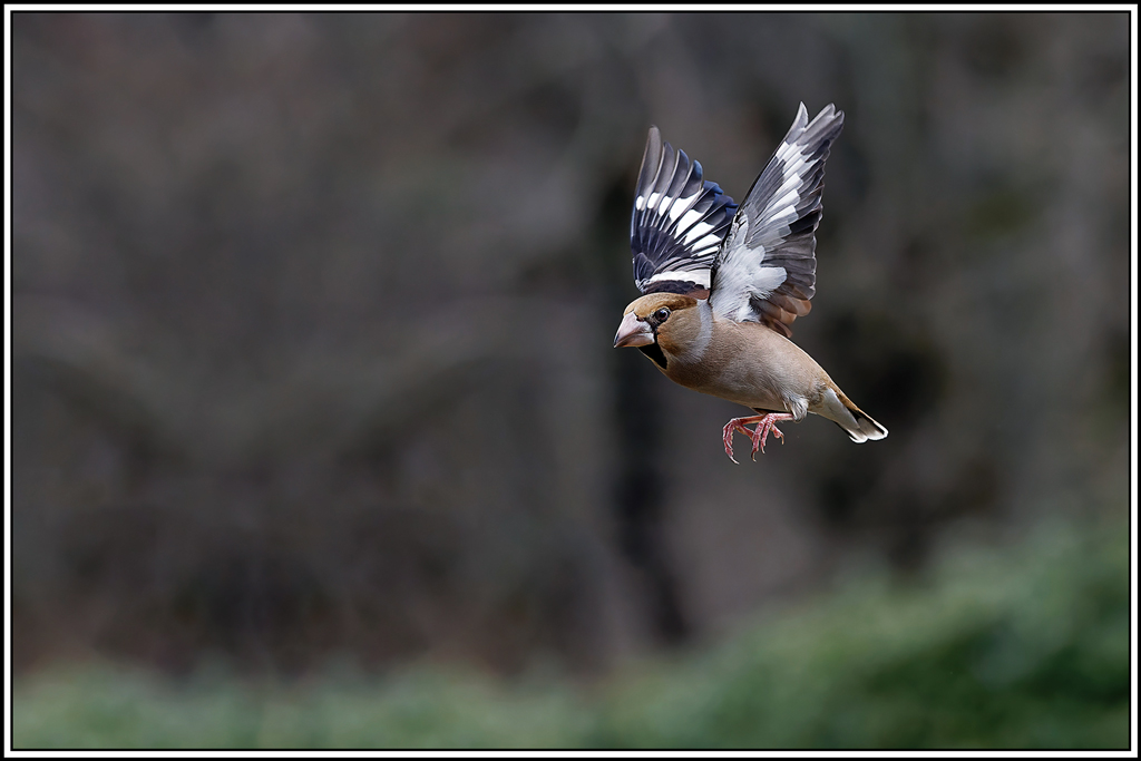 gros_bec(777)biosphoto.jpg