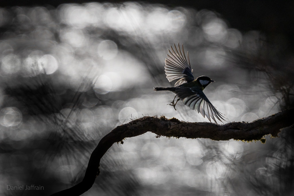 Image et Nature-1-100.jpg