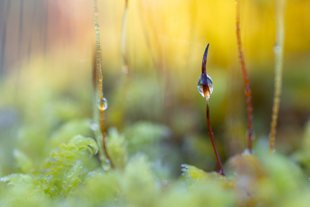 Image et Nature-1-107.jpg