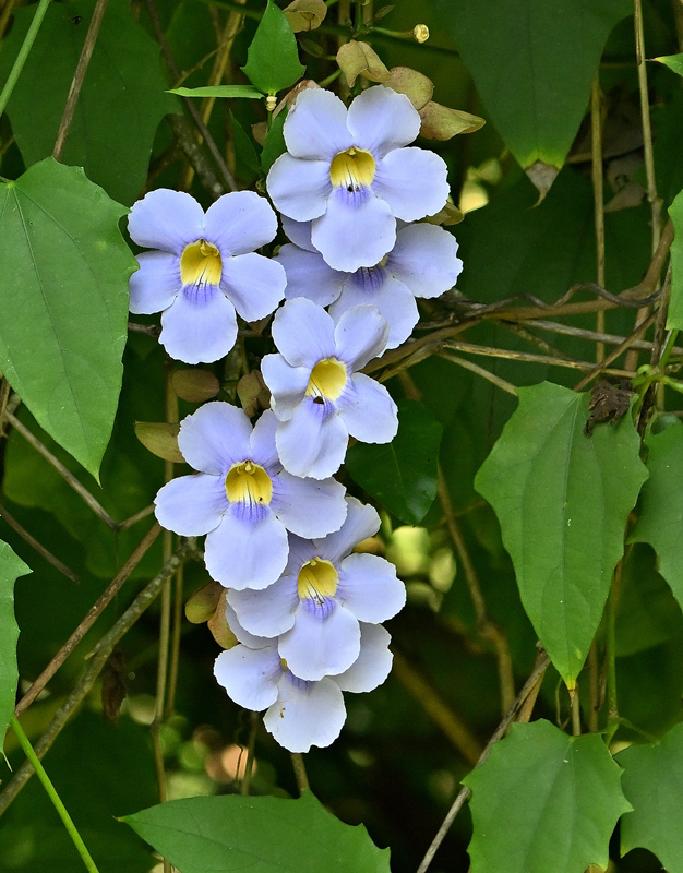 ZSC_8049.jpg
