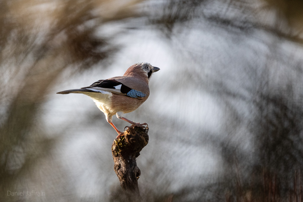 Image et Nature-1-103.jpg