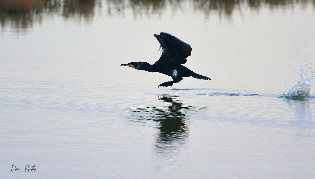 DSC_1704IN.jpg