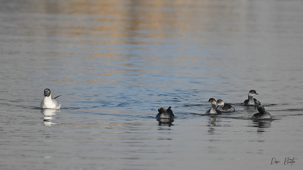 DSC_1755IN.jpg