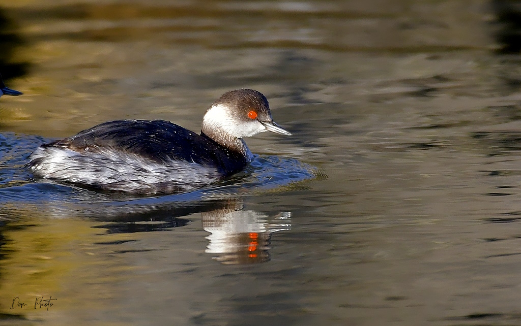 DSC_1802IN.jpg
