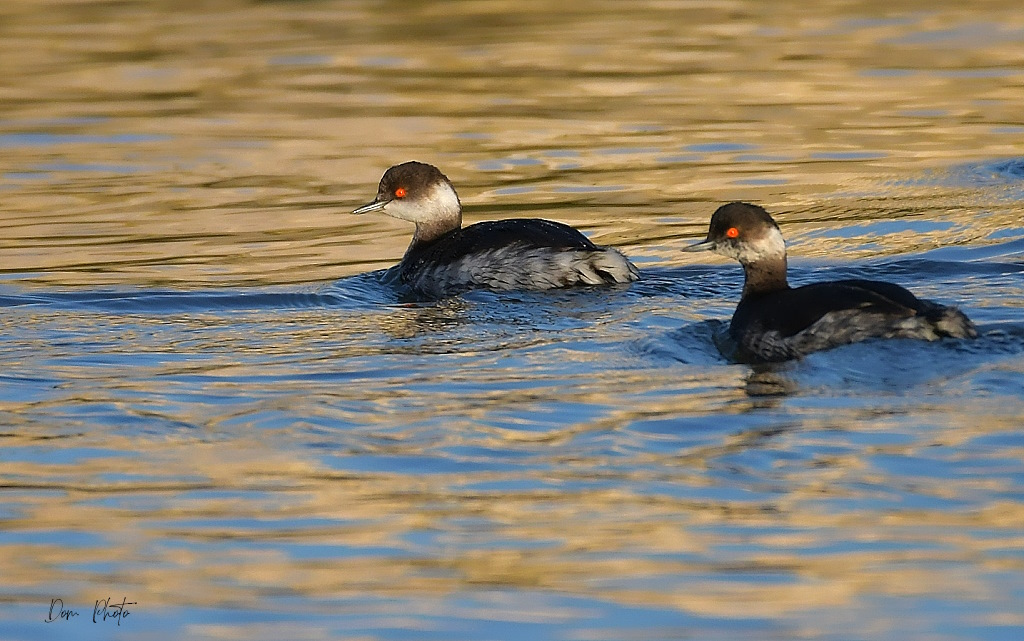 DSC_1759IN.jpg