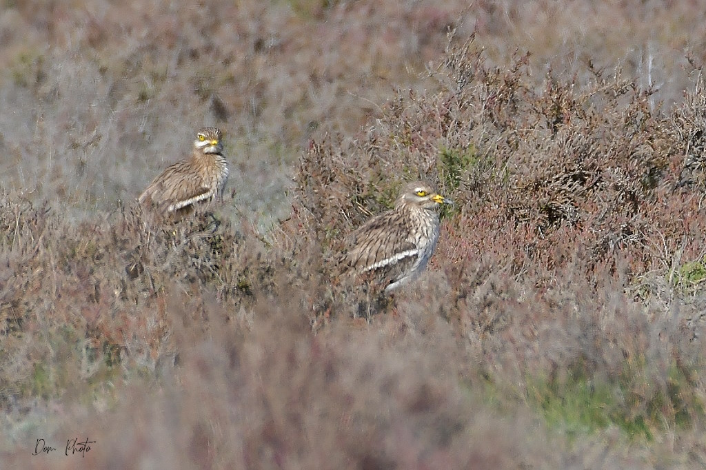 DSC_1866IN.jpg