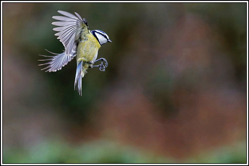 mesange_bleue(Parus-caeruleus)(831.jpg