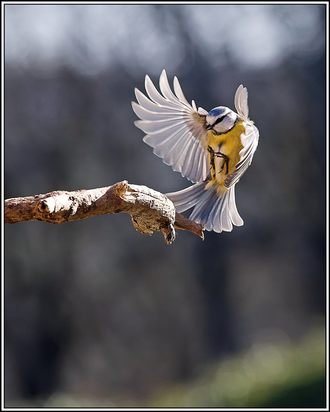 mesange_bleue(Parus-caeruleus)(844).jpg