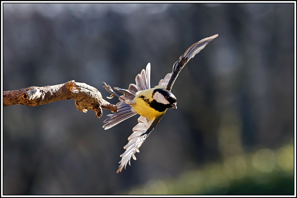 mesange_charbonniere(Parus-major)(1158).jpg