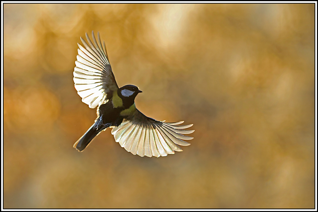mesange_charbonniere(Parus-major)(1203).jpg