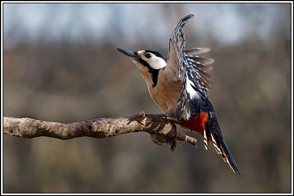 pic-epeiche(684).jpg