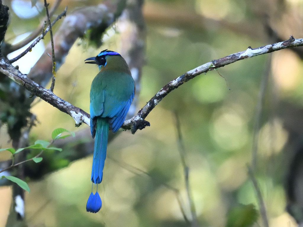 Motmot à tête bleue (blue-capped Motmot) (2).JPG