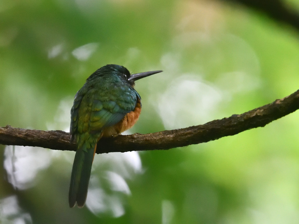 NEW_3684 Jacamar à queue rousse (Rufous-tail Jacamar).JPG