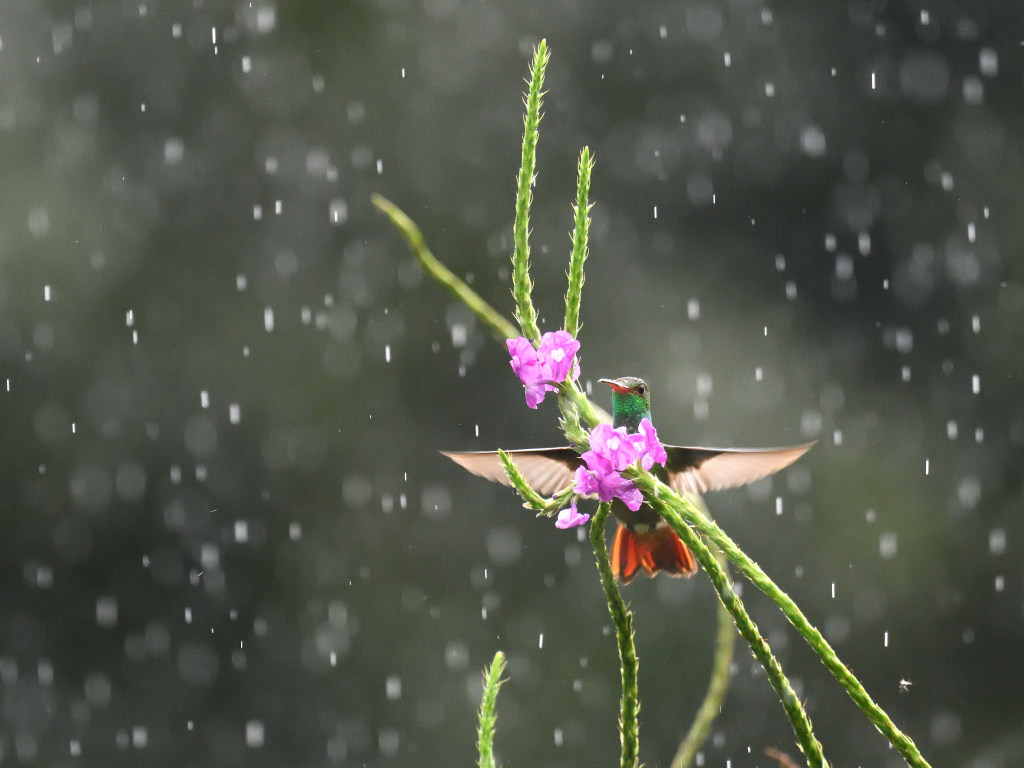 NEW_4360 Ariane à ventre gris (Rufous-tailed Hummingbird).JPG