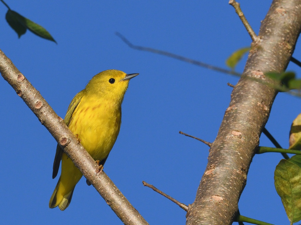 NEW_4401_01 Paruline jaune (American Yellow Warbler).JPG