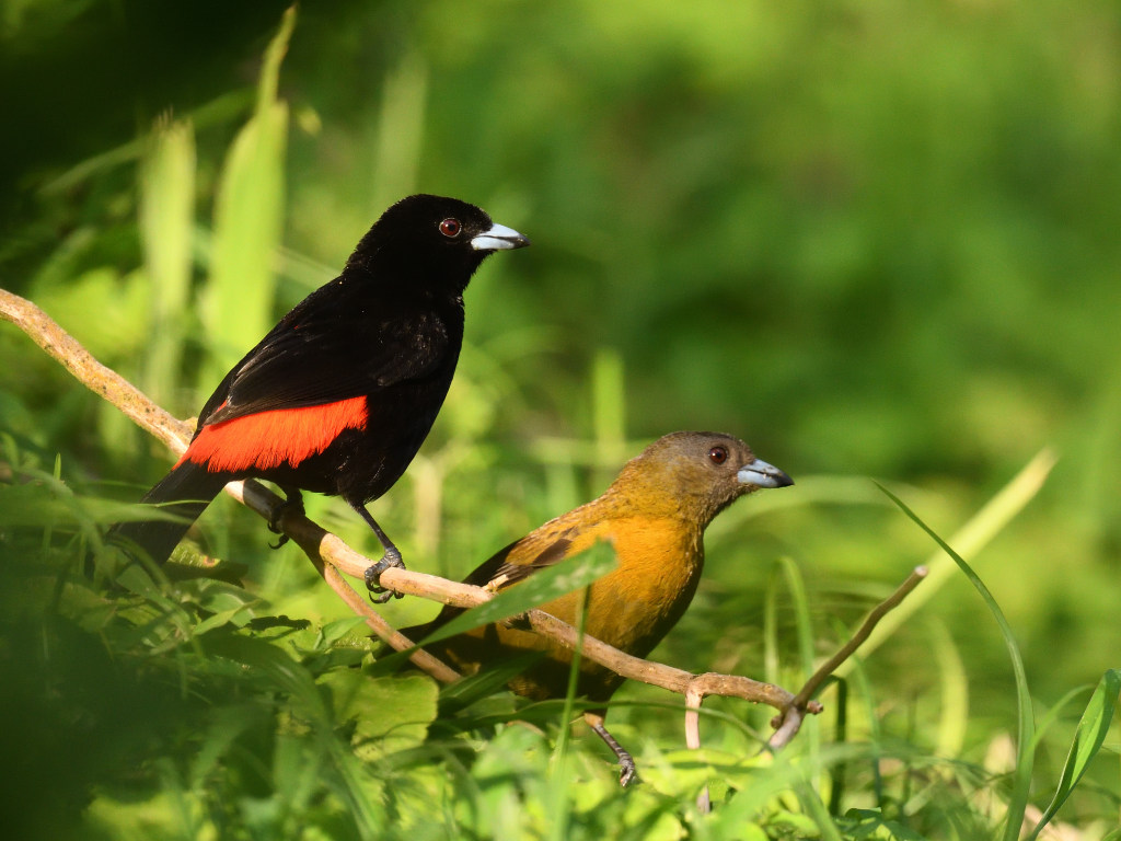 NEW_4516 Tangara à croupion rouge.JPG
