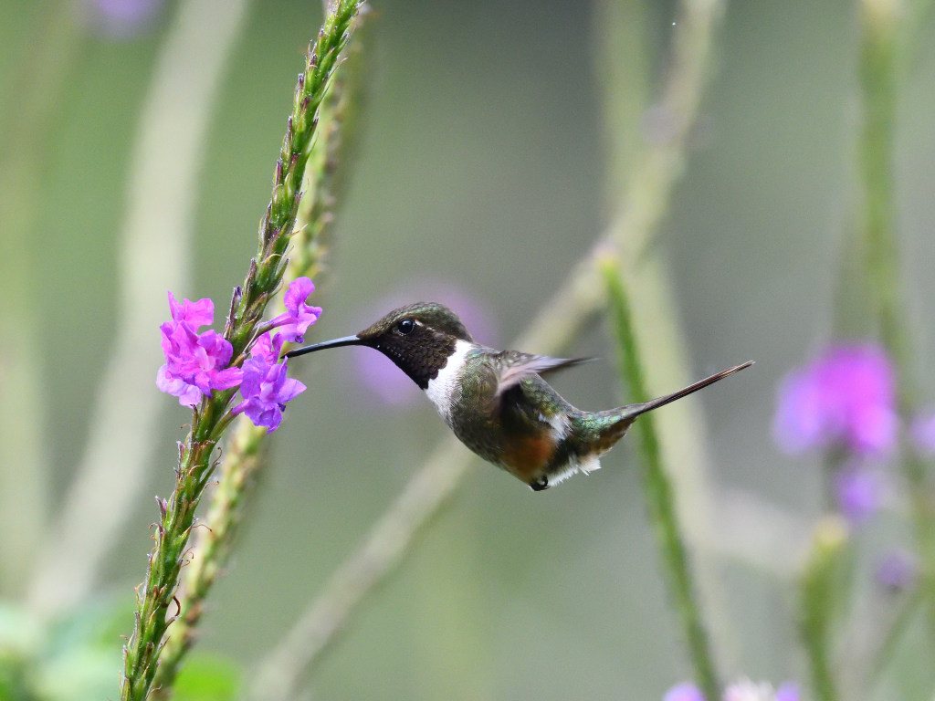 NEW_4607 Colibri magenta (Magenta-throated Woodstar).JPG