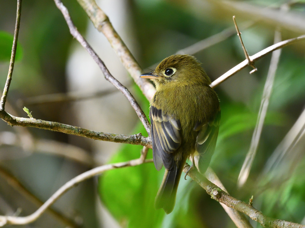 NEW_4638 Moucherolle jaunâtre (Yellowish flycatcher).JPG