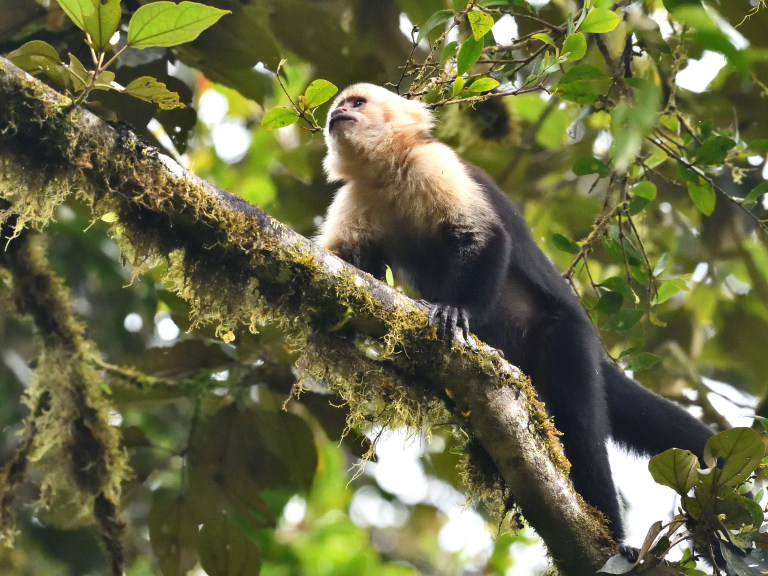 NEW_4676_01 capucin à tête blanche - Costa Rica.JPG