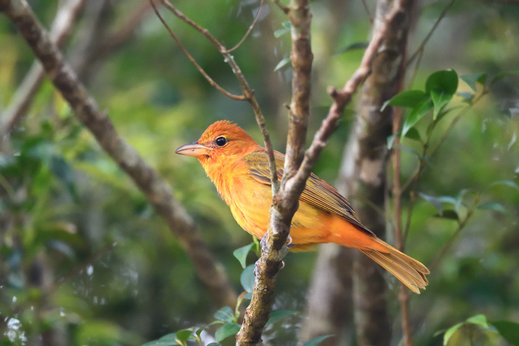 NEW_4778 Tangara orangé (Red tanager).JPG