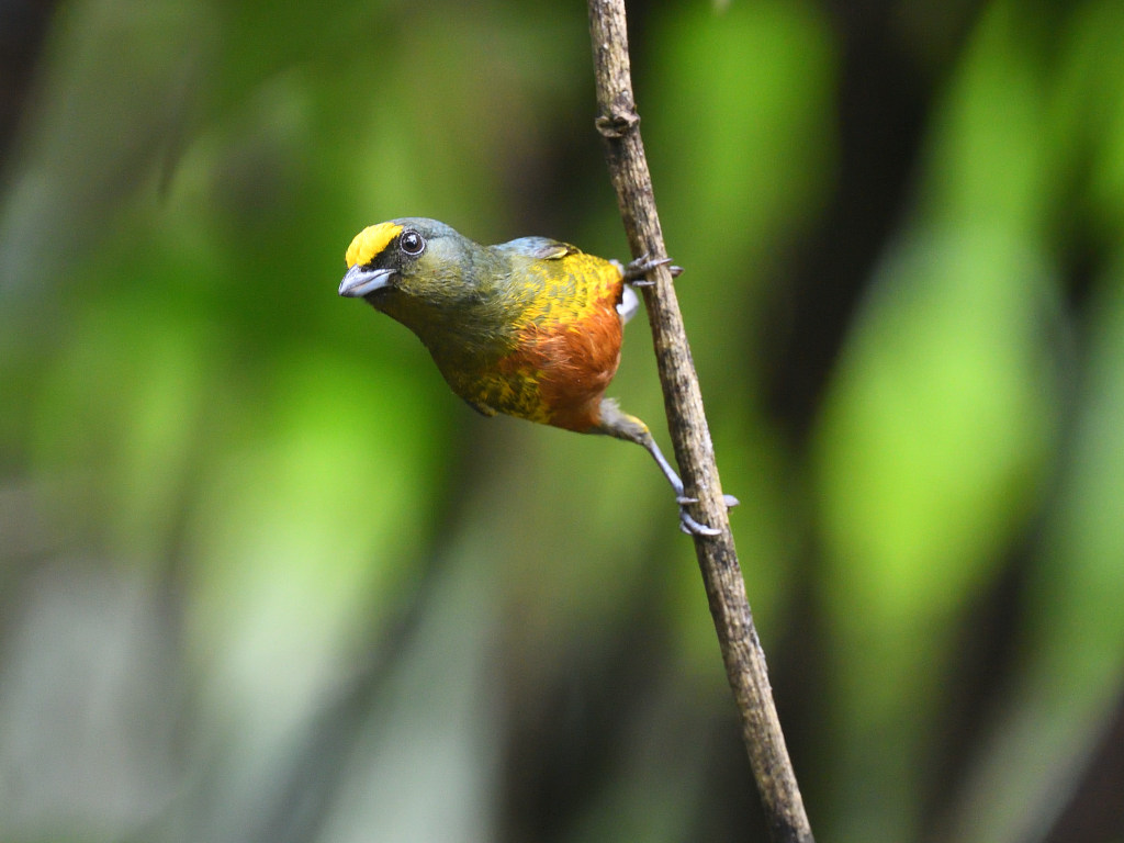 Organiste olive (mâle) (Olive-backed Euphonia).JPG