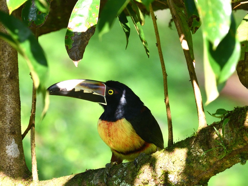 NEW_4471_01 Araçari à collier (Collared Aracari).JPG