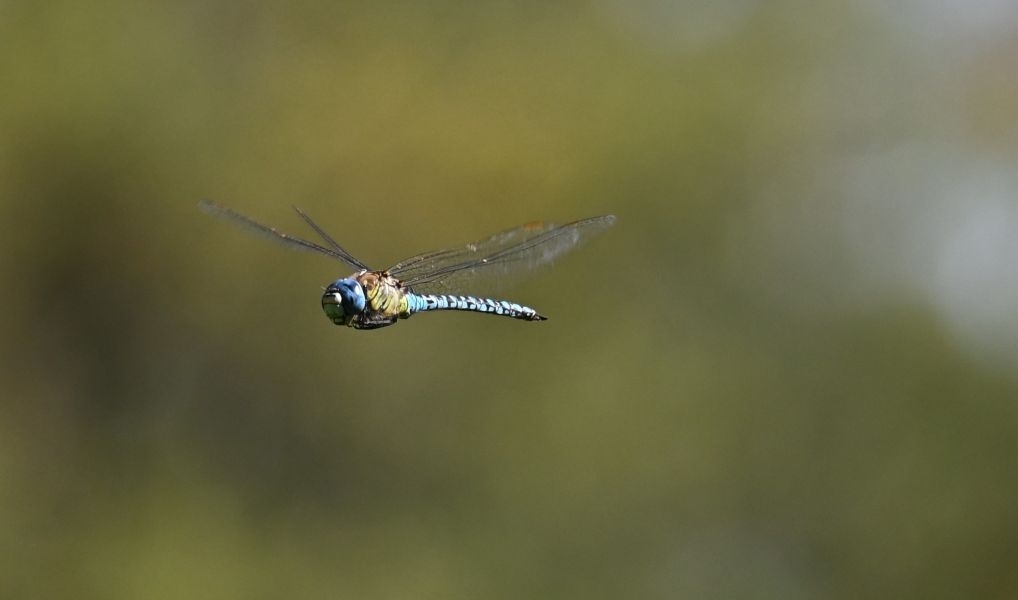 Libellule 1.JPG