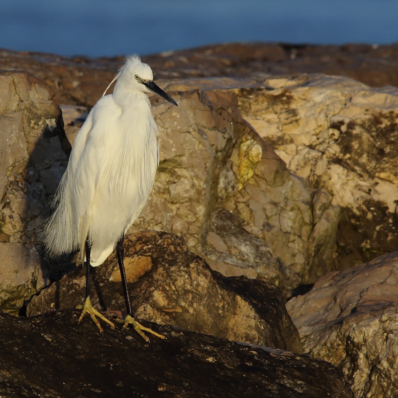 1918 Aigrette garzette.JPG