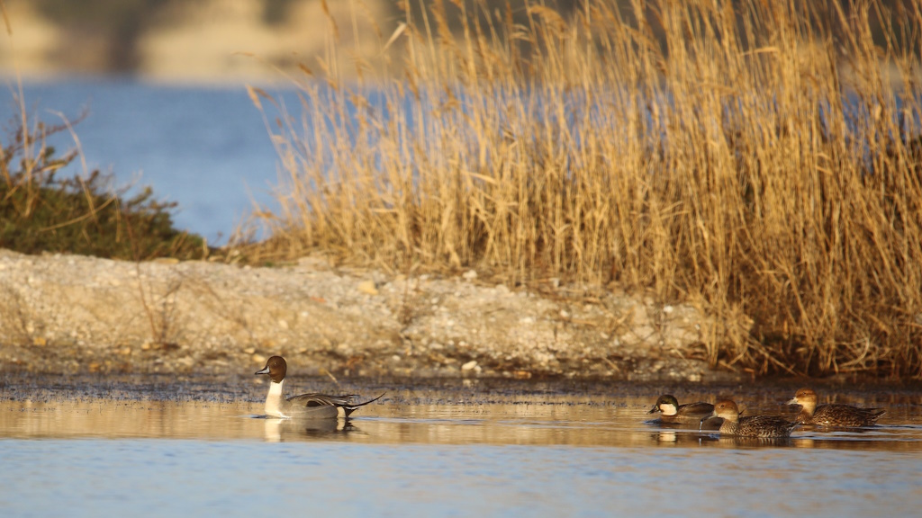 1923 Canards pilet.JPG