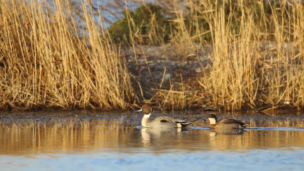 1924 Canards pilet.JPG