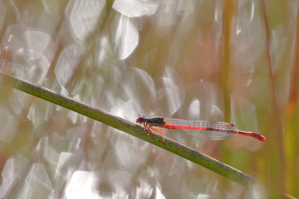 Ceriagrion tenellum.jpg