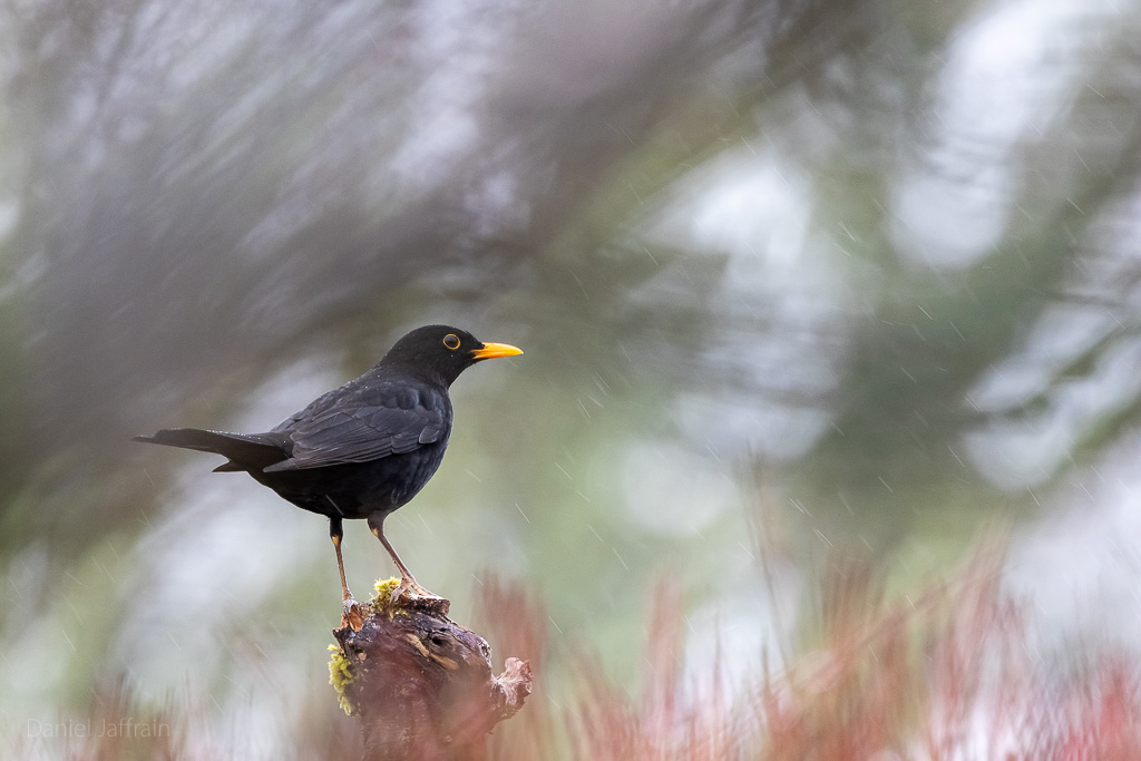 Image et Nature-1-109.jpg