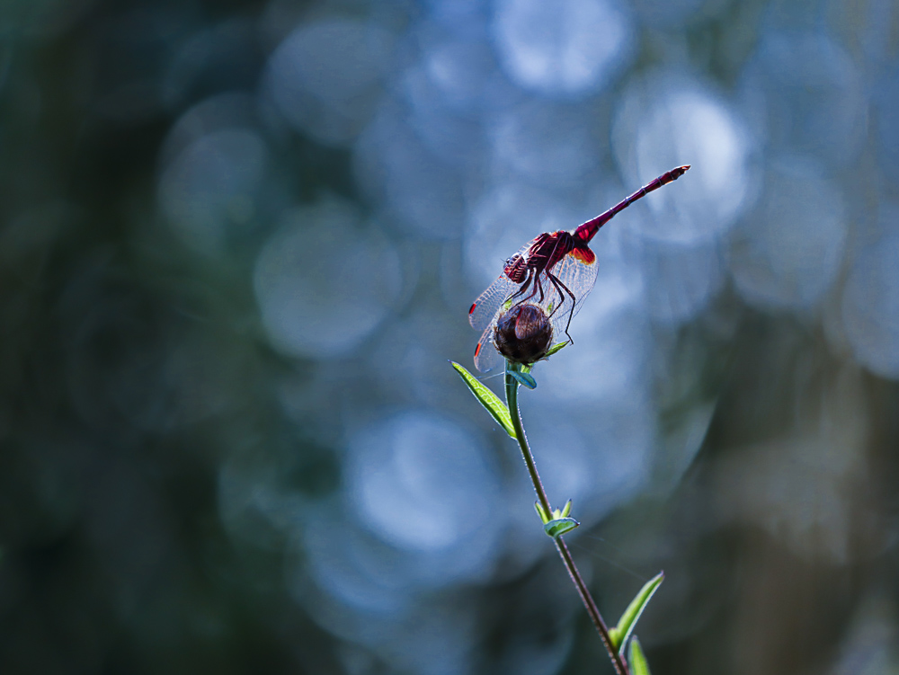 Sympétrum rouge sang-3675.jpg