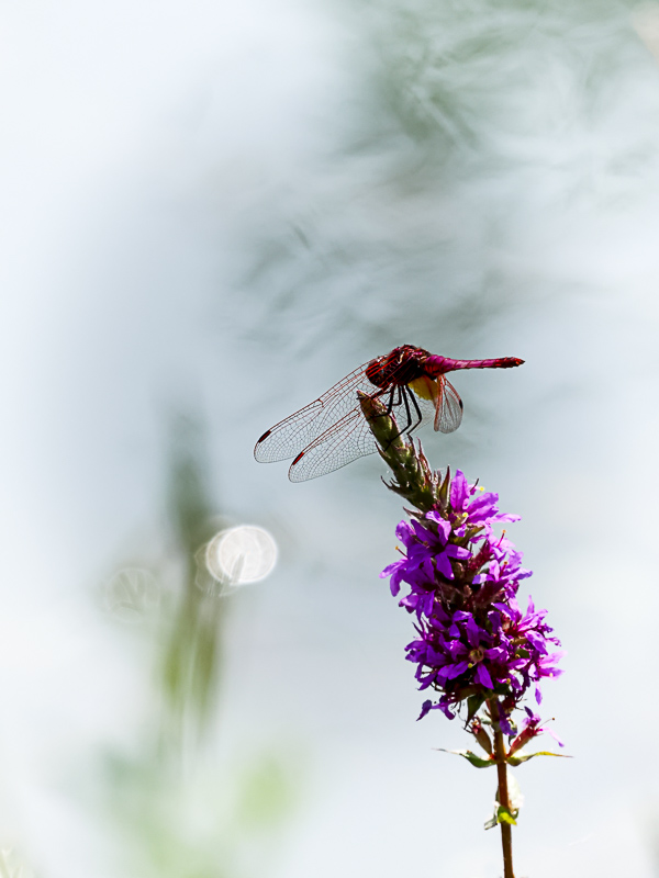 Sympétrum rouge sang-5836.jpg