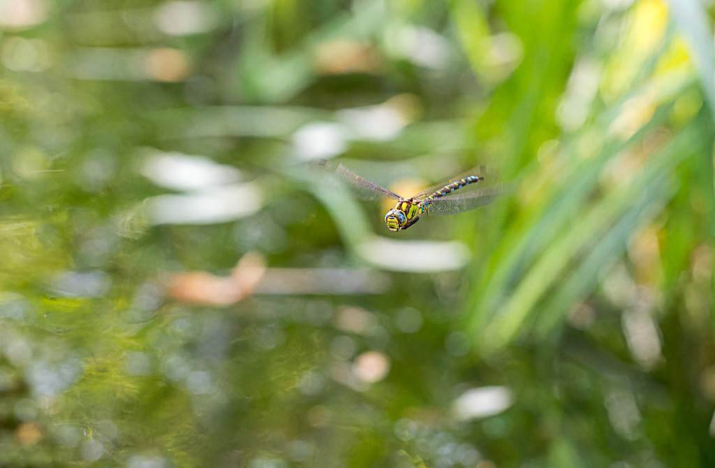 AeschneBleue_ImageNature202503.jpg