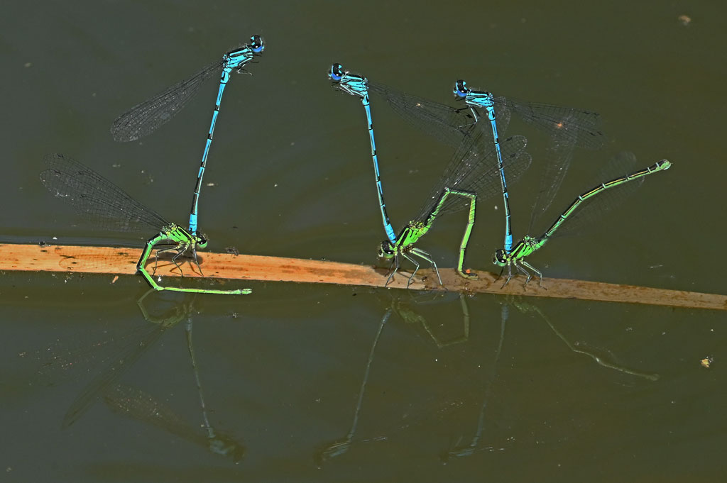 agrion jouvencelle.jpg