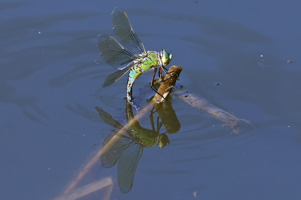 anax empereur.jpg
